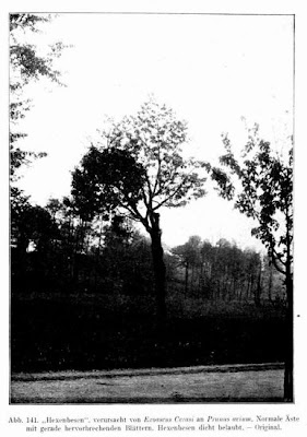 Herzkirsche