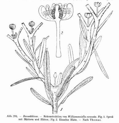 Williamsoniella coronata