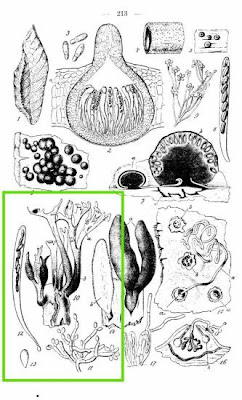 Xylaria hypoxylon