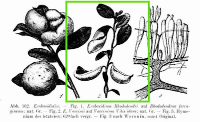 Vaccinium vitis-idaea,
alpine cranberry,
cowberry,
foxberry,
kokemomo,
lingberry,
lingen,
lingenberry,
lingon,
lingonberry,
Mirtillo rosso,
mountain cranberry,
northern mountain cranberry,
Preiselbeere,
Red Whortleberry