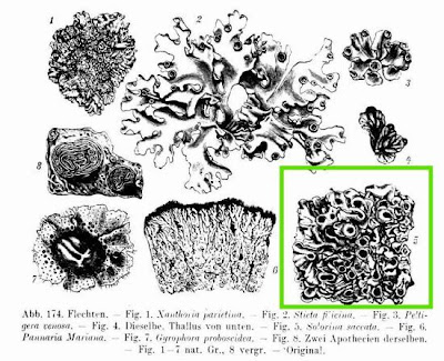 Chocolate chip lichen Chocolate chip lichen