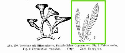 Tetrodontium moss