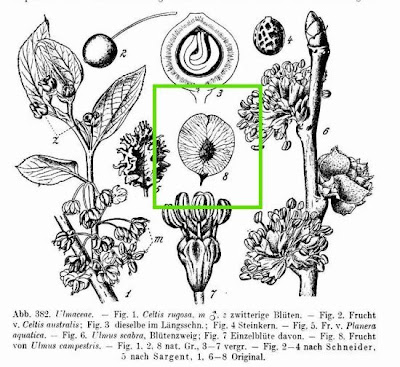Ulmus campestris