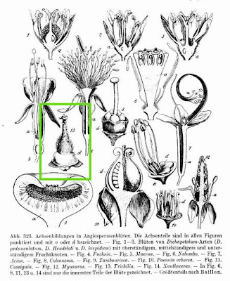 Trichilia,
trichilia Trichilia,
trichilia