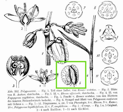 French sorrel