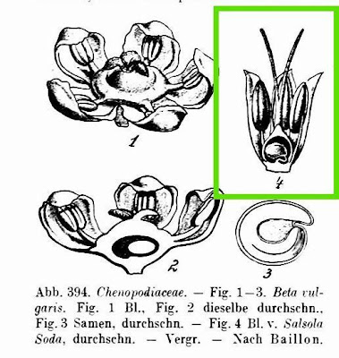 Salsola soda L.
