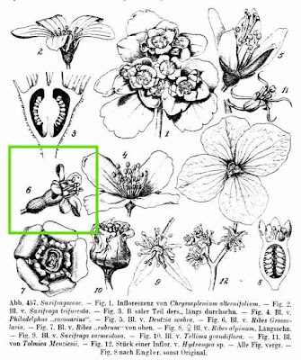 European gooseberry