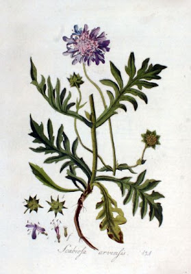 Field-scabious