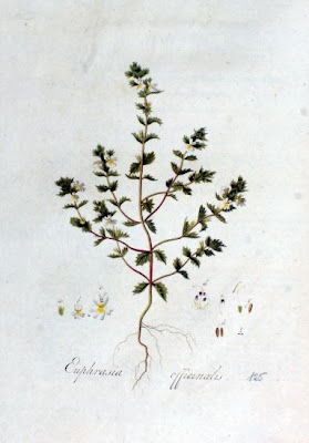 Eyebright Eyebright