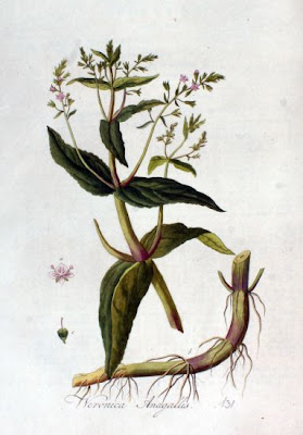 Water speedwell Water speedwell
