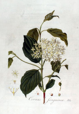 Common dogwood Common dogwood