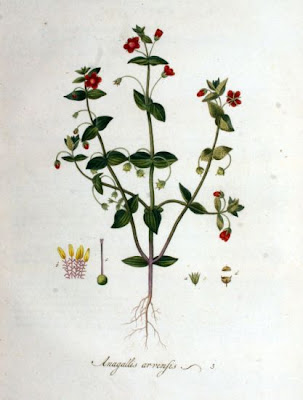 Centonchio dei campi Centonchio dei campi