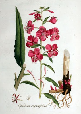 Erba di S. Antonio