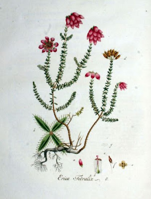 Crossleaf heath Crossleaf heath