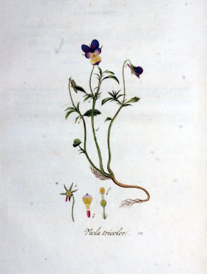 Field pansy