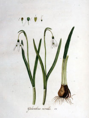 Galanthus nivalis L.