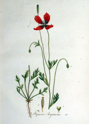 Papaver argemone L.