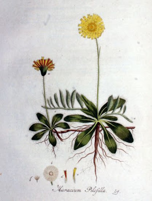 Mouse-ear hawkweed Mouse-ear hawkweed