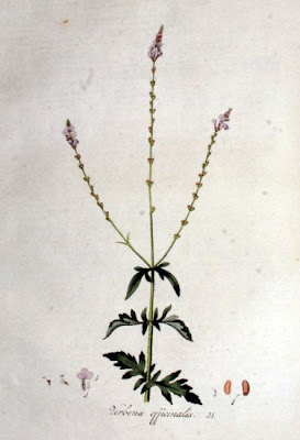 Common verbena Common verbena