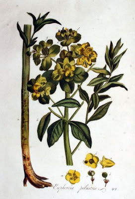 Euphorbia palustris L.