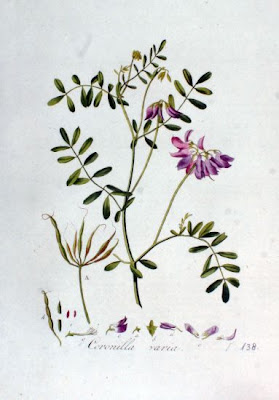Ruda inglesa