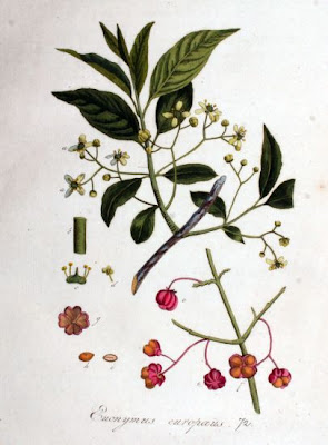 European spindletree