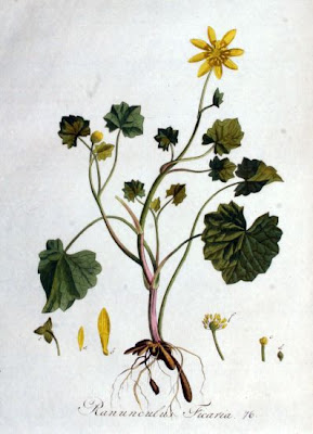 Ranunculus ficaria,
celedonia mayor,
erva-hemorroidal,
ficaire,
ficaire fausse renoncule,
fig buttercup,
lesser celandine,
pilewort,
Ranuncolo favagello,
Ranuncolo favagello maggiore,
renoncule ficaire,
Scharbockskraut