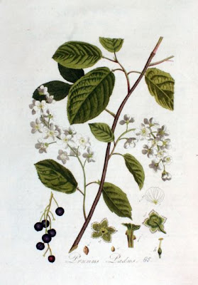 Pado