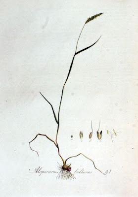 Bulbous Foxtail Bulbous Foxtail