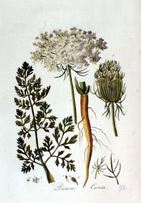 Carota coltivata Carota coltivata