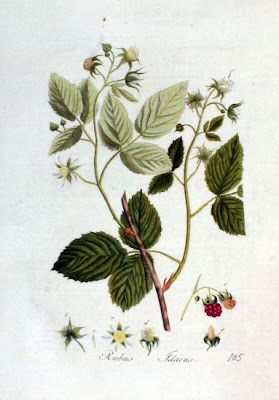 Lampone