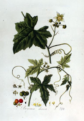 Cretan bryony Cretan bryony