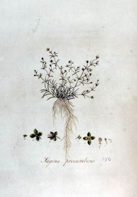 Sagina procumbens,
bird-eye pearlwort,
birdeye pearlwort,
birdseye pearlwort,
Niederliegendes Mastkraut,
planta-molhada,
procumbent pearlwort,
Sagina sdraiata,
sagine couch&eacute;e,
spreading pearlwort