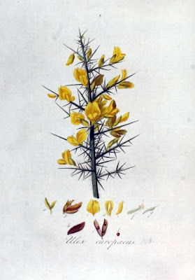 Furze