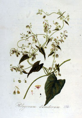 Corpse-bindweed Corpse-bindweed