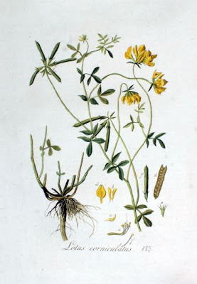 Garden bird's-foot-trefoil Garden bird's-foot-trefoil