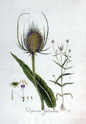 Common teasel