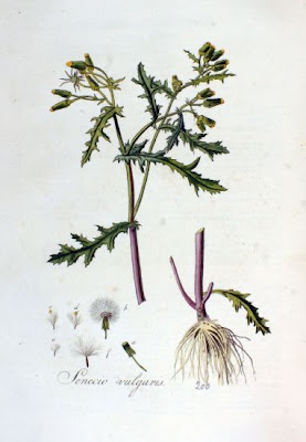 Calderina Calderina