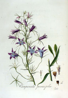 Campanula con foglie di Pesco