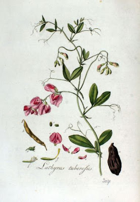 Tuberous-vetch