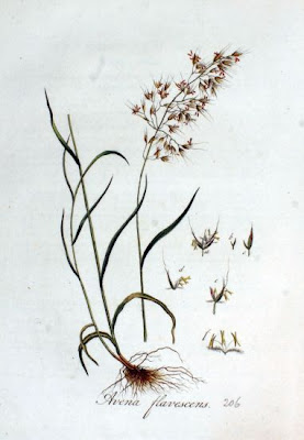 Avoine jaunātre Avoine jaunātre