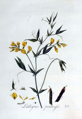 Cicerchia dei prati Cicerchia dei prati