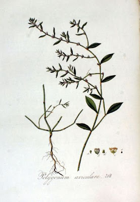 Bian xu Bian xu