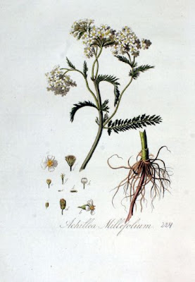 Giant yarrow