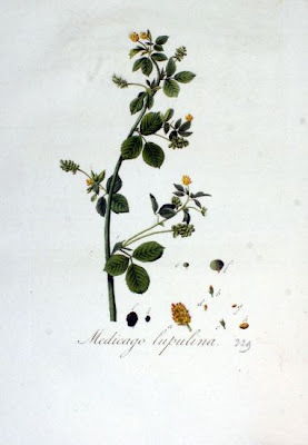 Erba medica lupulina