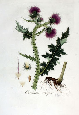 Carduus crispus L.