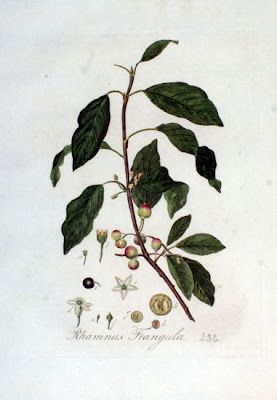 Columnar buckthorn Columnar buckthorn