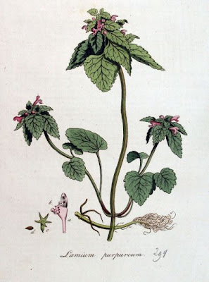 Lamium purpureum L.