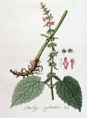 Stachys sylvatica L.