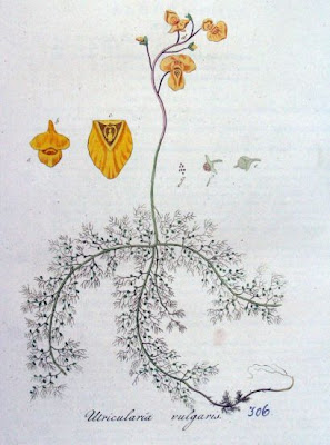 Erba-vescica comune